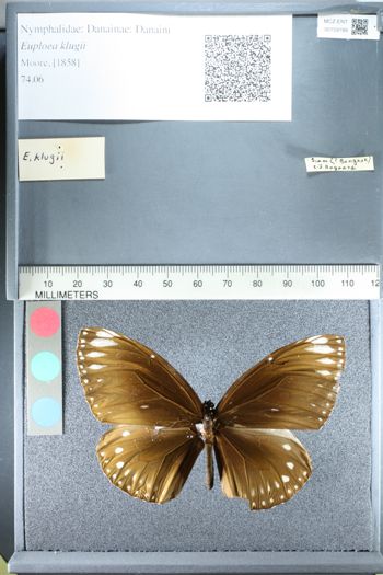 Media type: image;   Entomology 159199